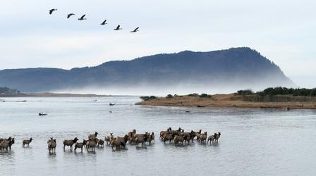 Video thumbnail: Oregon Field Guide Gearhart Elk; Endurance Ride; Shed Antler Hunting
