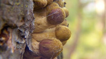 Video thumbnail: Oregon Field Guide Humongous Fungus; Forest Seed Orchard; Gorge Logging History