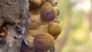 Humongous Fungus; Forest Seed Orchard; Gorge Logging History