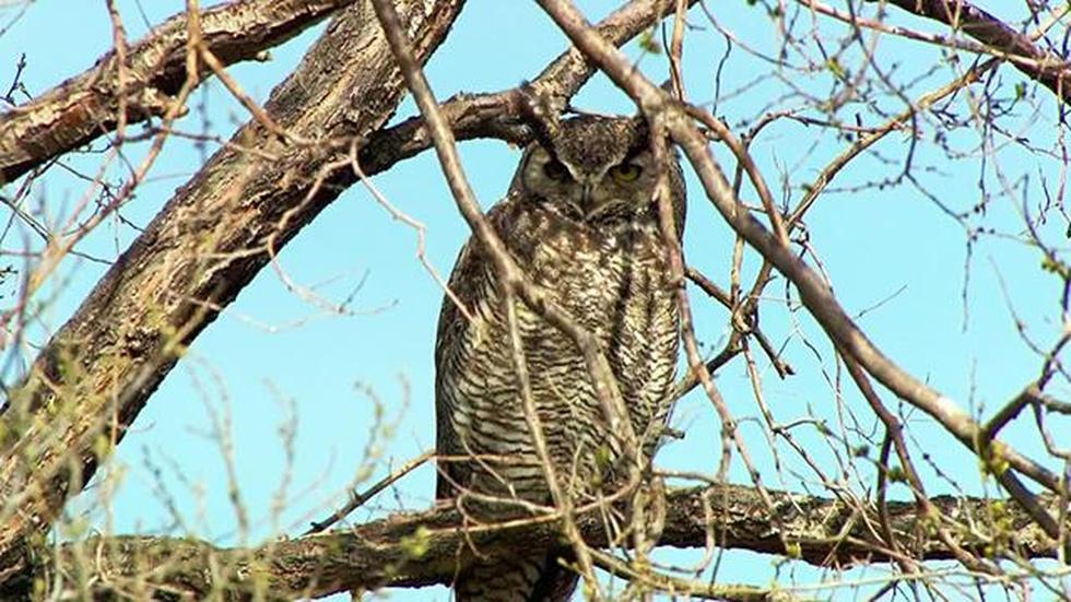 Malheur Wildlife Photo Essay image