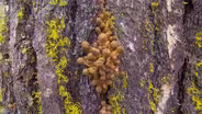 Humongous Fungus