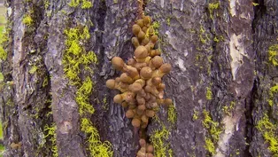 Humongous Fungus