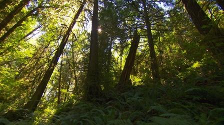 Video thumbnail: Oregon Field Guide Hyla Woods; Oregon Chub Recovery; Airstream Camping
