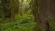 Hyla Woods