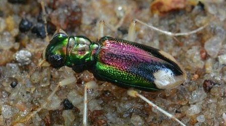 Video thumbnail: Oregon Field Guide Siuslaw Hairy-Necked Beetle; Roberta's Savanna; Portland Ros