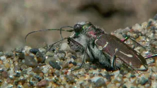 Siuslaw Hairy-Necked Beetle