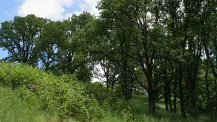 Roberta's Savanna