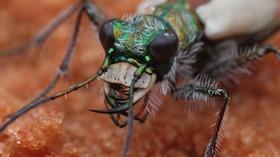 Video thumbnail: Oregon Field Guide Preview: Season 26, Episode 12