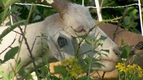 Video thumbnail: Oregon Field Guide Preview: Season 26, Episode 2 Working Goats