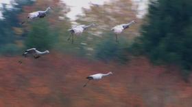 Video thumbnail: Oregon Field Guide Preview: Season 26, Episode 3