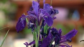 Video thumbnail: Oregon Field Guide Preview: Season 26, Episode 3 Glide Wildflower Show