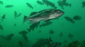 Video thumbnail: Oregon Field Guide Preview: Season 26, Episode 8 Rockfish and Marine Reserves