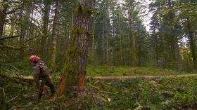 Video thumbnail: Oregon Field Guide Preview: Season 26, Episode 9 Hyla Woods
