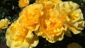 Video thumbnail: Oregon Field Guide Preview: Season 26, Episode 12 The Portland Rose Garden