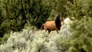 Reflections of Summer: Wild Kiger Mustangs