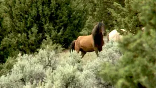 Reflections of Summer: Wild Kiger Mustangs