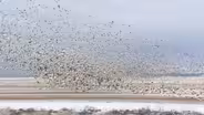 Reflections of Summer: Getting that Iconic Snow Geese Shot