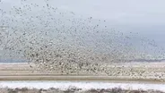 Reflections of Summer: Getting that Iconic Snow Geese Shot