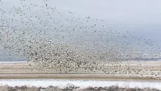 Reflections of Summer: Getting that Iconic Snow Geese Shot