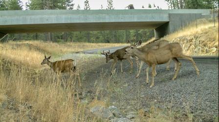 Video thumbnail: Oregon Field Guide Wildlife Crossings, BTS Mt St. Helens Glacier Caves