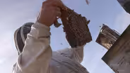 Could a Mushroom Save a Honeybee