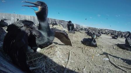 Video thumbnail: Oregon Field Guide Cormorant Vs. Salmon, Pasta Seed Pods, Mushroom and Honeybee
