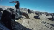Cormorant Vs. Salmon, Pasta Seed Pods, Mushroom and Honeybee