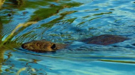 Video thumbnail: Oregon Field Guide Urban Beavers, Dam Removals, Sandcastle Contest