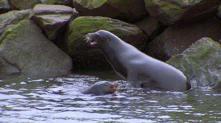 Video thumbnail: Oregon Field Guide Sea Lions and Oyster Meroir