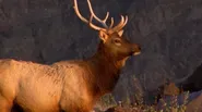 Nature Break: Elk at Mount St. Helens