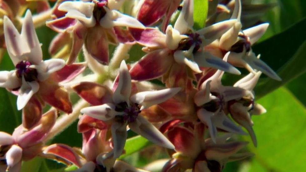 Monarchs & Milkweed image