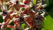 Monarchs & Milkweed