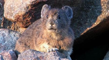 Video thumbnail: Oregon Field Guide Pika, Monarchs & Milkweed and Invasive Species Cookoff