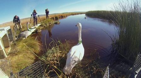 Video thumbnail: Oregon Field Guide Swan Transplants, Bull Run Seismic Science, Alvord Gliders