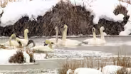 Swan Transplants