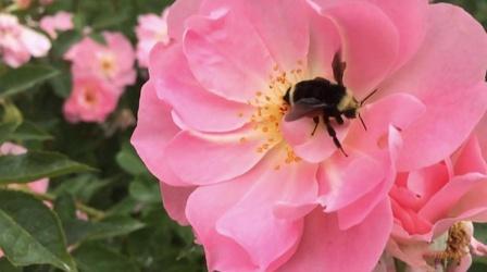 Video thumbnail: Oregon Field Guide Backyard Habitat, 2nd Grade on Bay and One last time with Vi