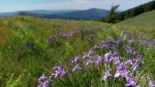 Disappearing Meadows