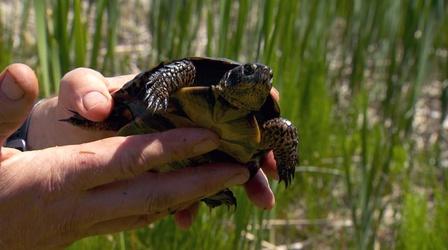 Video thumbnail: Oregon Field Guide Who's Watching Oregon's Wildlife, Slot Canyon Geology, Smelt
