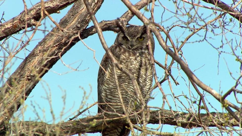 Who's Watching Oregon's Wildlife image