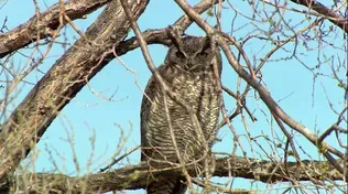 Who's Watching Oregon's Wildlife