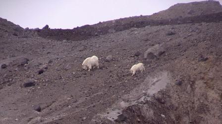 Video thumbnail: Oregon Field Guide Mountain Goat Survey, Blue Mountain Wildlife, Vaux's Swifts