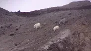 Mountain Goat Survey, Blue Mountain Wildlife, Vaux's Swifts