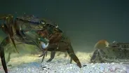 Bird Flu, Green Crabs, Borax Lake Chub and Mickey Hot Spring