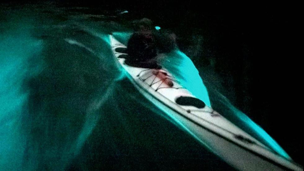Bioluminescence image