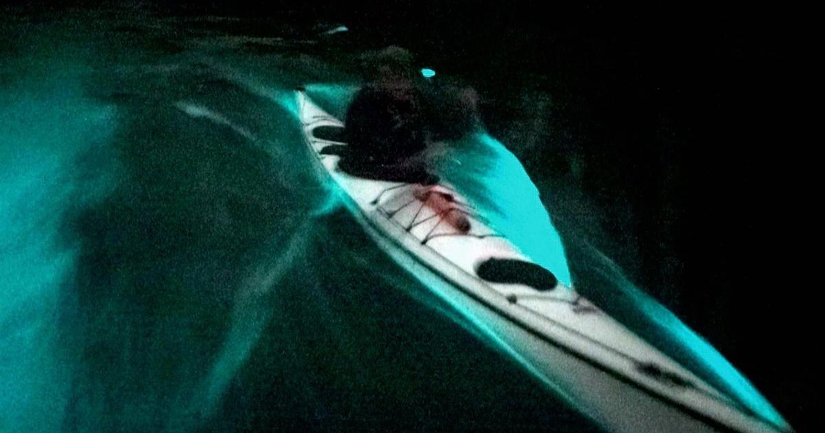 Oregon Field Guide Bioluminescence PBS