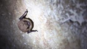 Video thumbnail: Oregon Field Guide Season 28, Episode 12: Bat Mystery