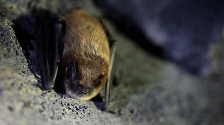 Video thumbnail: Oregon Field Guide Bat Mystery, Disappearing Lake, Remembering Jeff Douglas