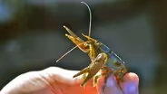 Crayfish Invasion; Lichen; Heritage Trees; Conservation Dogs