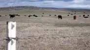 Cattle Rustling; Sturgeon Balls; Birdathon!
