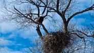 Bald Eagle Recovery; Jim Anderson; Cyclocross